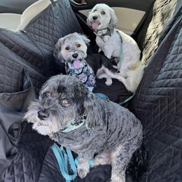 Havanese All Grown Up from HavtaHavRhavanese