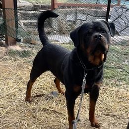 Bronx - Black and mahogany Rottweiler puppy in Connecticut from FordernBache Rottweilers