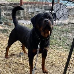 Bronx - Black and mahogany Rottweiler puppy in Connecticut from FordernBache Rottweilers