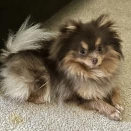 Pomeranian Puppies from Hummingbird & Fox