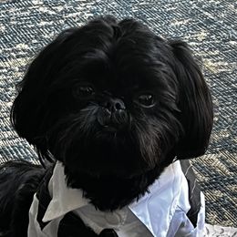 Otis - Shih Tzu