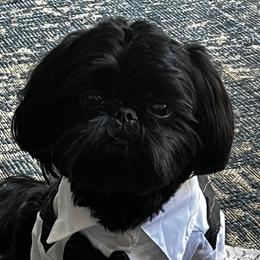 Otis - Shih Tzu