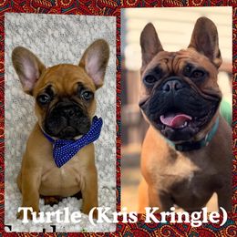 French Bulldog Puppies from GavFam Frenchies