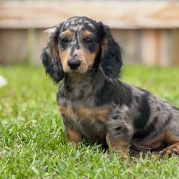 Odin - Dachshund