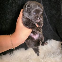 Rabbit - Black male Pomeranian puppy in Smithville, Texas from Lafary Poms