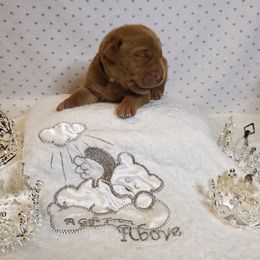 Dilute Retriever and Labrador Retriever Puppies from Kilgore’s Labrador Retrievers