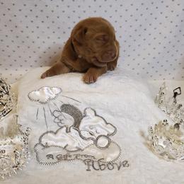 Dilute Retriever and Labrador Retriever Puppies from Kilgore’s Labrador Retrievers