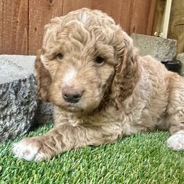 Cavapoos and Goldendoodles from Mountainview Mini Doodles