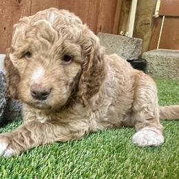 Cavapoos and Goldendoodles from Mountainview Mini Doodles