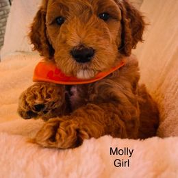Goldendoodle Puppies from Doodletimetx