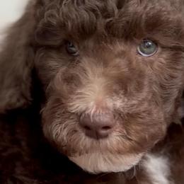 Boy 1 - Poodle puppy in Stuart, Florida from AKC/Excellent + Good OFA Sweet Delightful Poodles