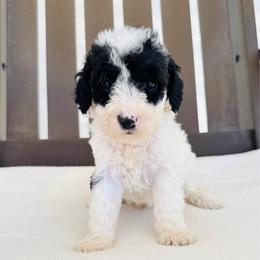 Buster - Parti male Goldendoodle puppy in Auburn, Indiana from Martin’s Doodles