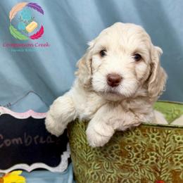 Cornbread - Caramel cream male Labradoodle puppy in Bowman, Georgia from Companion Creek Farm