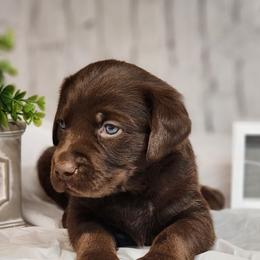 Labrador Retrievers from Wayalife Labradors