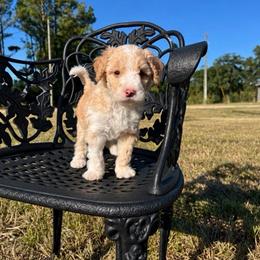 Rabbit - Cream male Goldendoodle puppy in Crawford, Mississippi from Magnolia State Poodles and Doodles