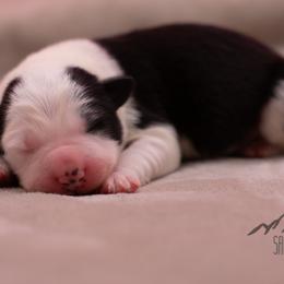 Daven - Black and white male Border Collie puppy in College Station, Texas from Sage Ridge