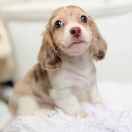 Lane - Dapple male Dachshund puppy in Richmond, Virginia from Irresistible Dachshunds & Cavaliers