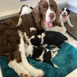 English Springer Spaniel Puppies from Ivy Hill English Springer Spaniels