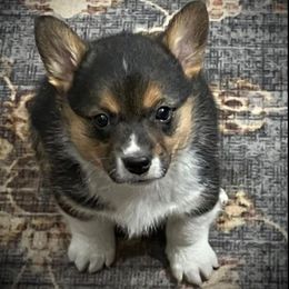 Ronny - Black and tan Pembroke Welsh Corgi puppy in Clarksdale, Missouri from Conley Pembroke Welsh Corgis