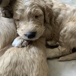 Goldendoodles and Golden Retrievers from Polk Pups