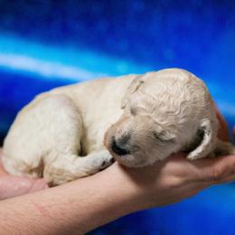 Grace - White male Poodle puppy in Pleasant Grove, Utah from Out of This World Poodles