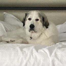Ava - Great Pyrenees