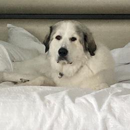 Ava - Great Pyrenees