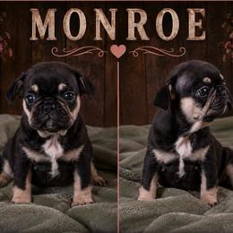 Girl 1 - Tricolors female French Bulldog puppy in Denison, Texas from Lovemyfrenchies – Stoddard Frenchbulldog's
