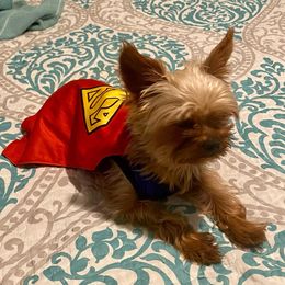 Yorkshire Terriers from Peak a boo Yorkies