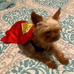 Yorkshire Terriers from Peak a boo Yorkies