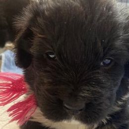 Kayleigh Pink Girl - Newfoundland puppy from Latin of Course Newfoundlands