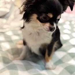 Shelly - Chihuahua