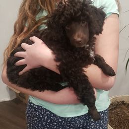 Colt - Poodle puppy in Burdett, Kansas from Archie's Angels
