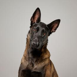 Phoenix - Belgian Malinois