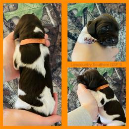 Orange Collar - Liver and white female German Shorthaired Pointer puppy in Bluffton, South Carolina from Lowcountry Southern GSP'S