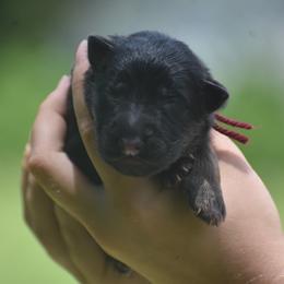 Red collar male - Black and red male German Shepherd puppy in Marianna, Florida from Haus M Godwin