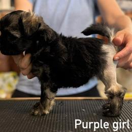 Purple - Gold sable female Lowchen puppy in Lexington, Kentucky from Willowcreek Kennel