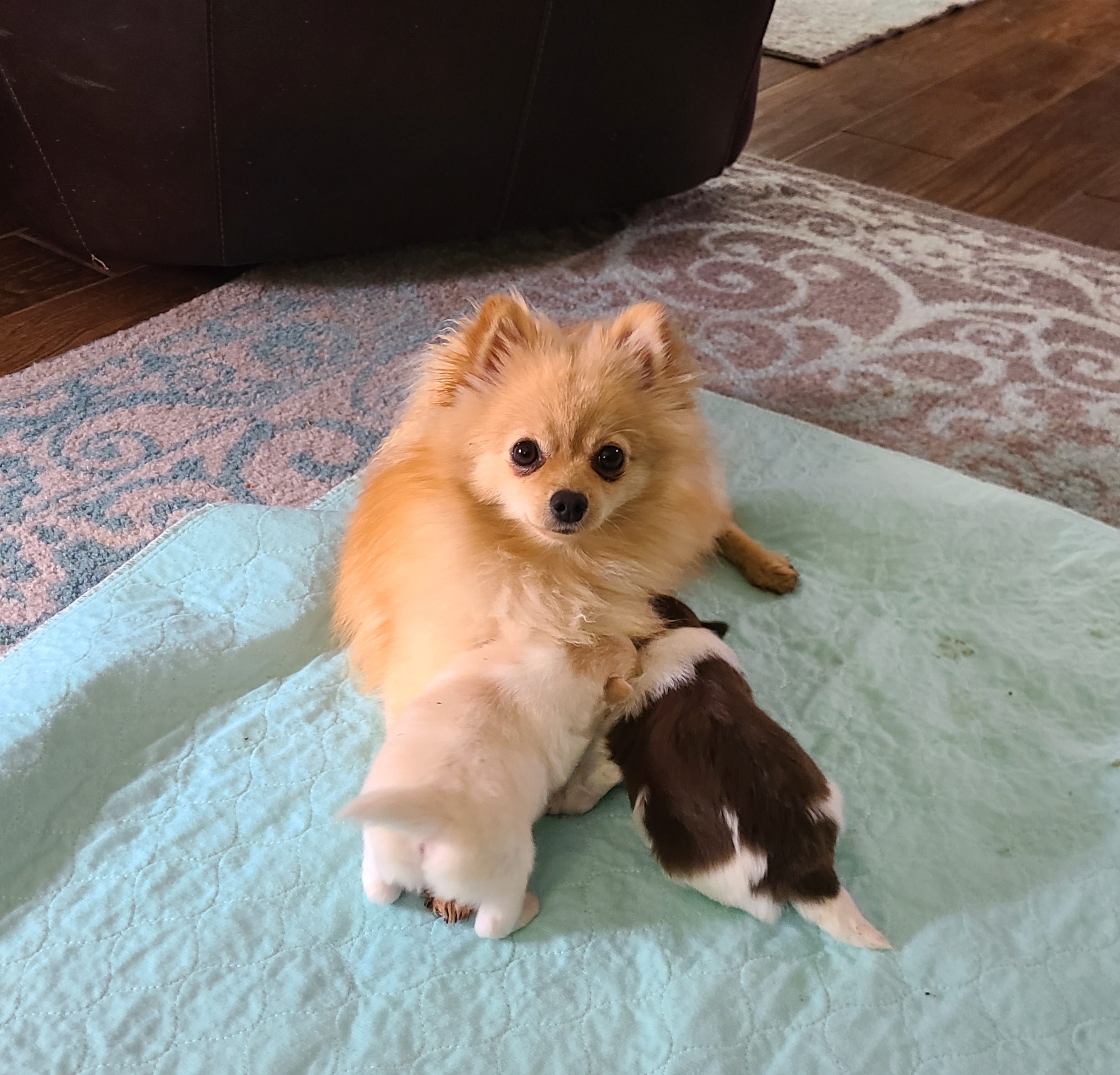 Pomeranian Puppies from Merri's Pom's