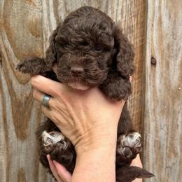 Blue Collar Boy - Chocolate male Goldendoodle puppy in San Augustine, Texas from Vintage Doodles