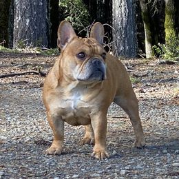 Ruby - French Bulldog