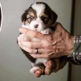 Sarah - Black and tan female Pembroke Welsh Corgi puppy in South Otselic, New York from Ridge Top Corgis