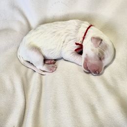 Goldendoodle Puppies from Phoenix AZ Doodles