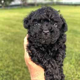 HeyNyong - Blue female Poodle puppy in Hilo, Hawaii from Premium Teacup Puppy of Hawaii