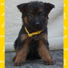 Nash - Black and red male German Shepherd puppy in Muldrow, Oklahoma from Reizarf Kennels
