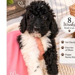 1400.00 Panda: White Collar - Parti female Goldendoodle puppy in Raceland, Louisiana from Cajun Doodles