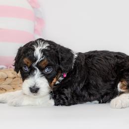 Rose Quartz (PINK collar) - female Australian Mountain Doodle puppy in Highland, Utah from Angel Pups Deluxe