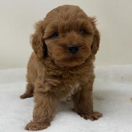 Boy 2 - Red  male Goldendoodle puppy in Haleyville, Alabama from Susan’s Prefurred Doodles