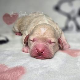 LO'AK - Buff and white male Cockapoo puppy in Cleveland, Georgia from Jam's Doodles And Poodles