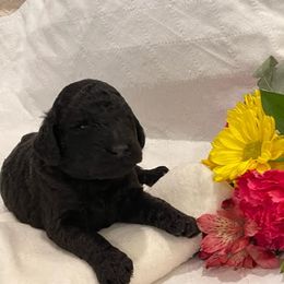 Poodle Puppies from Elysian Poodles