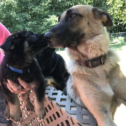 German Shepherd Puppies from Sandy’s Shepherds